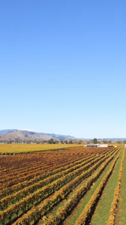 Waimea Estates Pinot Gris 2021/22, Nelson -UK Drinks Sales 2024 0030238 0