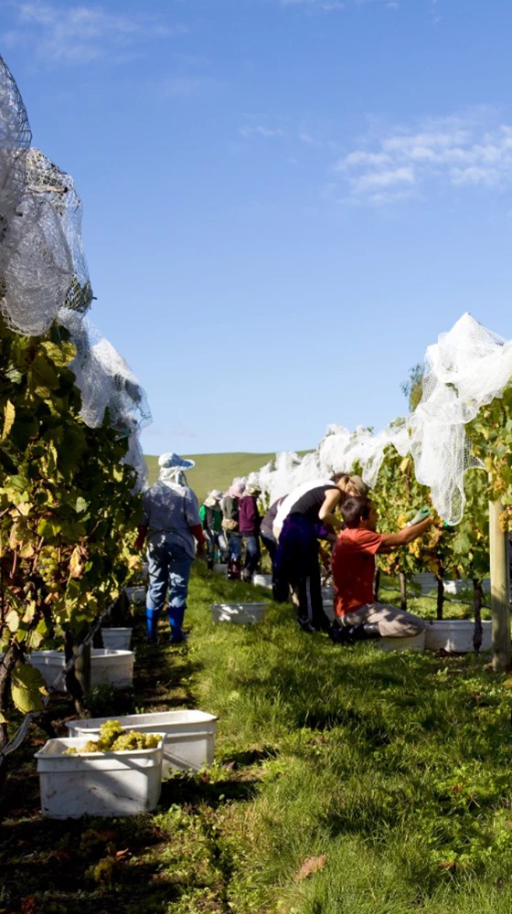 Waimea Estates Sauvignon Gris 2021/22, Nelson 6 Waimea Estates Sauvignon Gris 2021/22, Nelson - Image 4