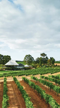 Vasse Felix ′Filius′ Chardonnay 2021/22, Margaret River 8 Vasse Felix ′Filius′ Chardonnay 2021/22, Margaret River -UK Drinks Sales 2024 0030291 0