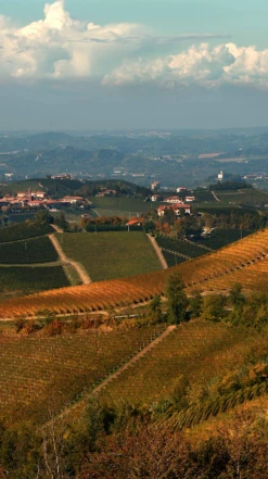 G. D. Vajra ‘Albe’ Barolo DOCG 2017/18 -UK Drinks Sales 2024 0030298 0