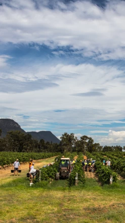 Tyrrell′s Vat 1 Sémillon 2014, Hunter Valley 8 Tyrrell′s Vat 1 Sémillon 2014, Hunter Valley -UK Drinks Sales 2024 0030300 0