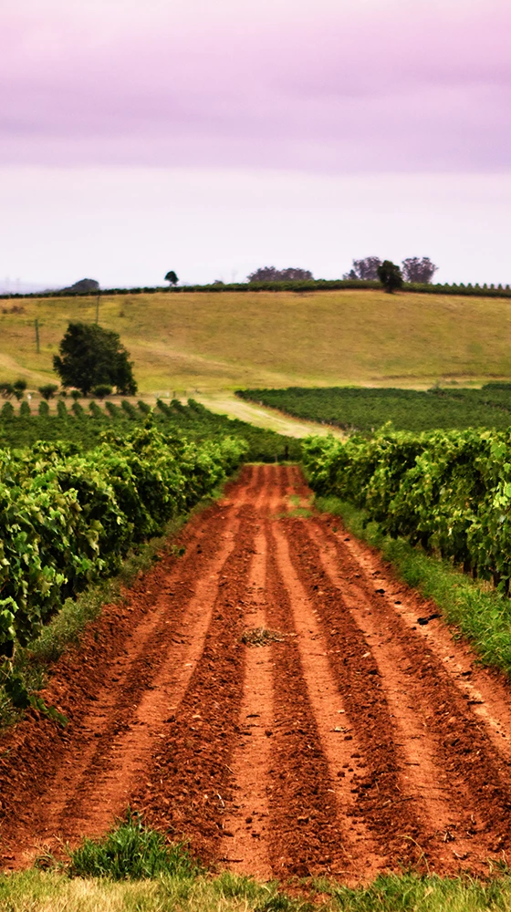 Tyrrell′s Vat 1 Sémillon 2014, Hunter Valley 6 Tyrrell′s Vat 1 Sémillon 2014, Hunter Valley - Image 4