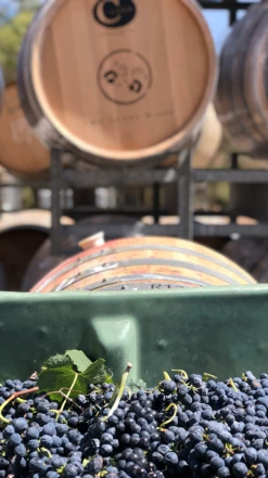 Two Hands ′Samantha′s Garden′ Shiraz 2018, Clare Valley -UK Drinks Sales 2024 0030306 0