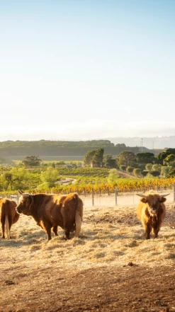 Two Hands ′Sexy Beast′ Cabernet Sauvignon 2021/22, McLaren Vale -UK Drinks Sales 2024 0030311 0