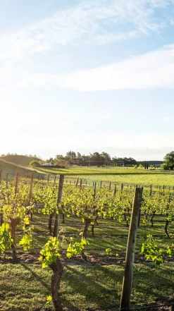 Te Mata Estate Syrah 2020/21, Hawke′s Bay 8 Te Mata Estate Syrah 2020/21, Hawke′s Bay -UK Drinks Sales 2024 0030383 0