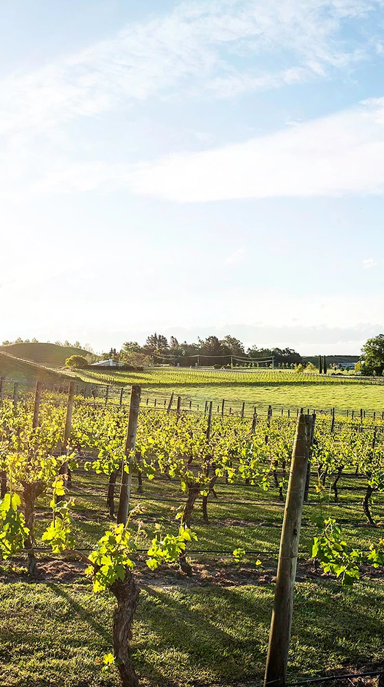 Te Mata Estate Syrah 2020/21, Hawke′s Bay 5 Te Mata Estate Syrah 2020/21, Hawke′s Bay - Image 3