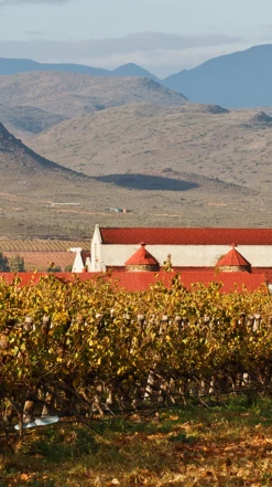 Springfield Estate ′Wild Yeast′ Chardonnay 2020/21, Robertson -UK Drinks Sales 2024 0030422 0