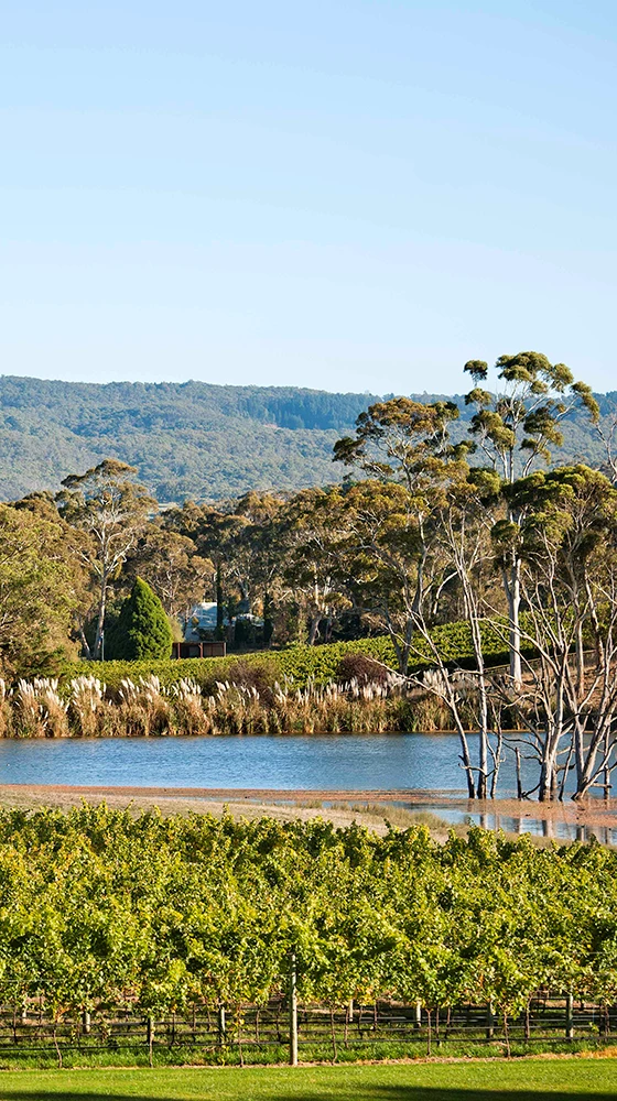 Shaw + Smith ‘M3’ Chardonnay 2021/22, Adelaide Hills 5 Shaw + Smith ‘M3’ Chardonnay 2021/22, Adelaide Hills - Image 3
