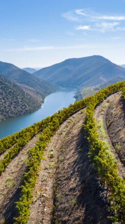 Douro Eagle Superior Red 2018/19, Douro -UK Drinks Sales 2024 0030490 0