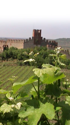 Pieropan ‘La Rocca’ Soave Classico Organic 2020 -UK Drinks Sales 2024 0030627 0