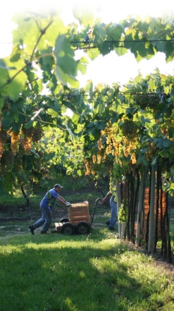 Pieropan ‘La Rocca’ Soave Classico Organic 2020 -UK Drinks Sales 2024 0030628 0