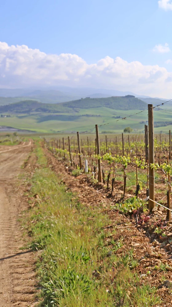 Agostina Pieri Brunello Di Montalcino DOCG 2017/18 6 Agostina Pieri Brunello Di Montalcino DOCG 2017/18 - Image 4