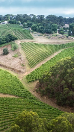 Petaluma Chardonnay 2019/21, Piccadilly Valley 9 Petaluma Chardonnay 2019/21, Piccadilly Valley -UK Drinks Sales 2024 0030641 0