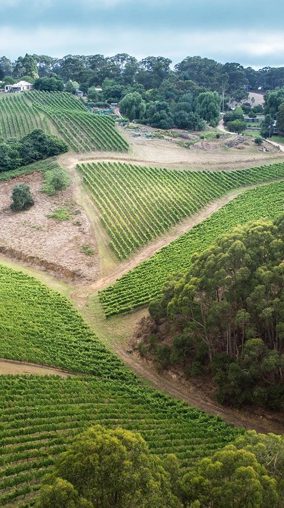 Petaluma Chardonnay 2019/21, Piccadilly Valley 6 Petaluma Chardonnay 2019/21, Piccadilly Valley - Image 4