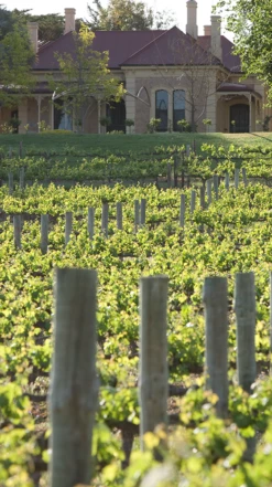 Penfolds Bin A Chardonnay 2019 -UK Drinks Sales 2024 0030646 0